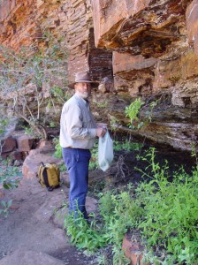 Keighery collecting in the Pilbara G. Keighery collecting