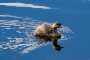 2013_CP-Mar_1_small