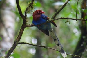 Sri Lankan Blue magpie