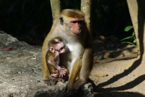 Toque macaque