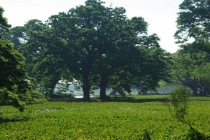 Ancient Sri Lanka reservoirs