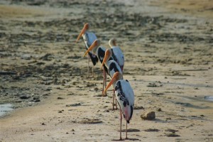 Painted storks