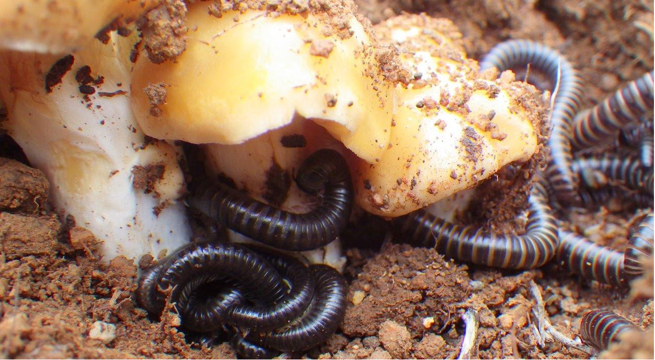 Native millipedes gathered under fungi caps on the Ellis Brook walk