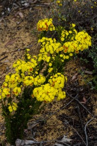 Yellow Verticordia