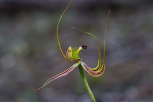 Fringed Mantis Orchid