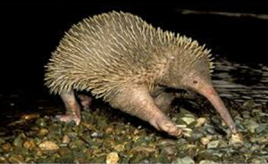 echidna