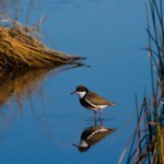 Red-kneed Dotteral: C : C. Prickett