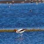 Red-necked Avocet: C. Prickett
