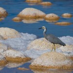 Wite-faced Heron with thrombolytes