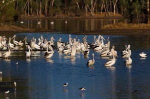 Wellard Wetlands: C Prickett