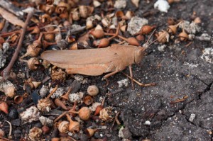 Gumleaf Grasshopper:  Colin Prickett