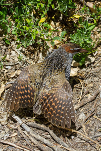 Banded Rail sunbathing