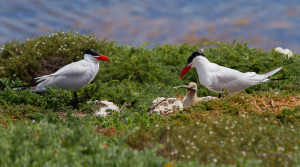 Caspian Terns feeding a chick