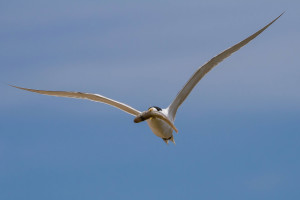 Caspian Tern with Sand Whiting