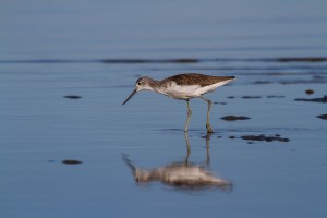 Common Greenshank