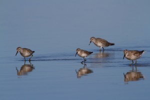 Curlew Sandpiper amongst Great Knots at Nairn
