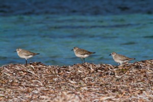 Grey Plovers