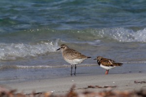 Grey Plover and Ruddy Turnstone