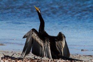 Male Australasian Darter