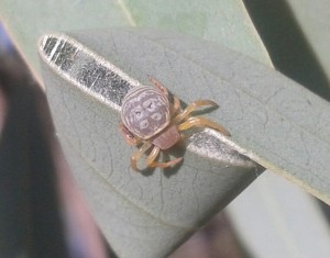 Crab Spider