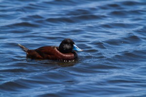 Blue Billed Duck: Colin Prickett 