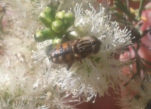 Naive Drone Fly: Daniel Heald