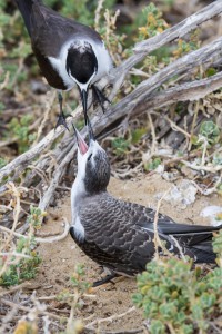 Bridled Tern feeding chicks