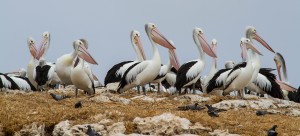 Pelicans displaying breeding colours