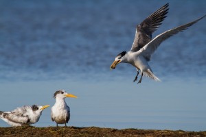Crested Tern with Sardine for it's chick