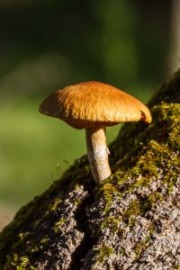 Golden Wood Fungus