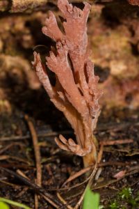 Coral Fungus
