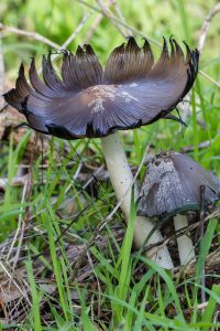 Australian Magpie Fungus