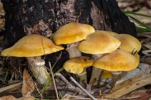 Australian Honey Fungus (Armillaria luteobubalina)