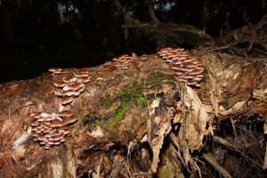 Clarke's Pixie Cap on Swamp Paperbark Trunk
