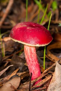 Red-capped Boletus (Boletus prolinius)