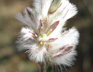 Ptilotus sp Brixton Flower