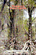 Mangroves of Western Australia