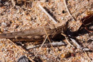 Bark-mimicking Grasshoppers (Coryphistes ruricola) 