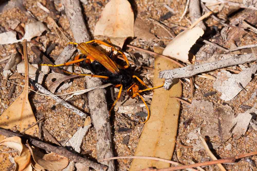spider-hunting wasp or ‘spider hawk’ (Cryptocheilus or Heterodontonyx; family Pompilidae)
