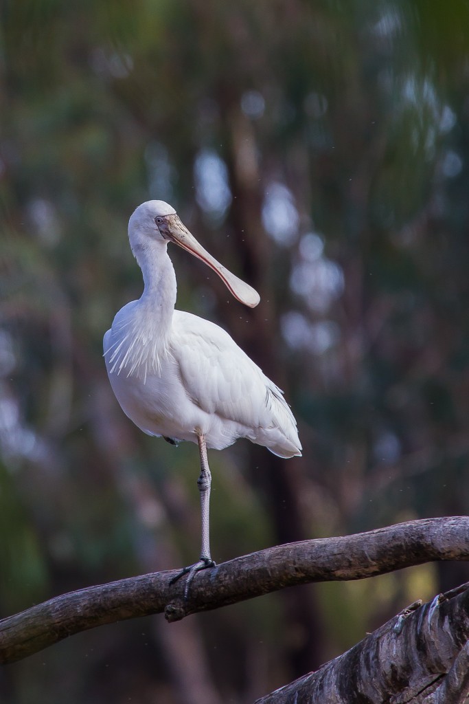 Yellow Billed Spoonbill (Colin Prickett)