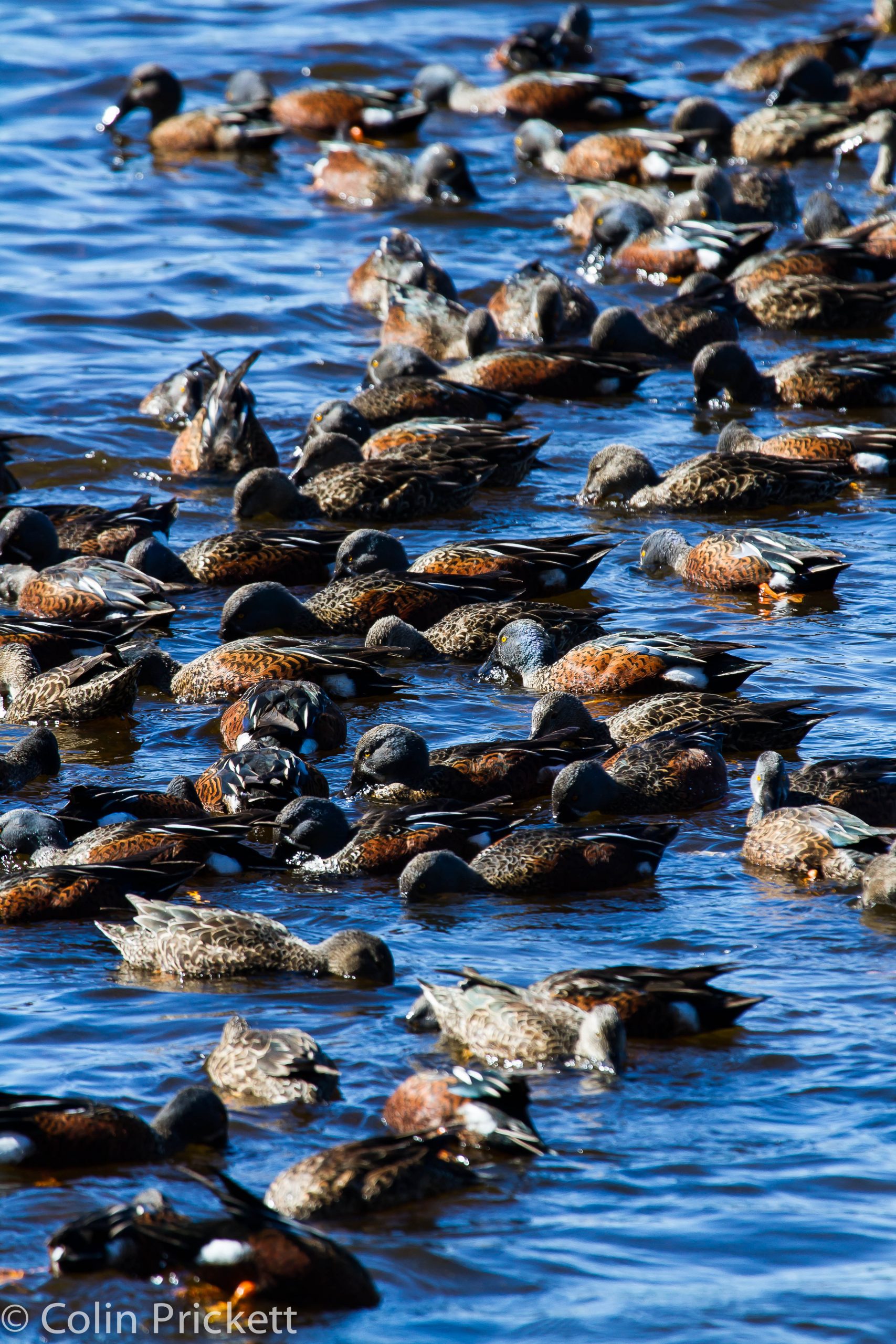 Australian Shovellers