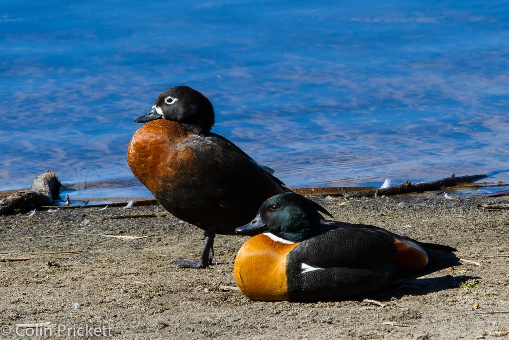A pair of Australian Shelduck