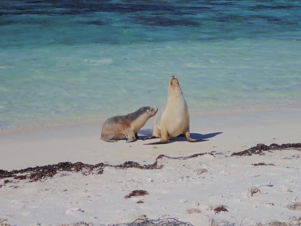 Sea lions at Sandy Island
