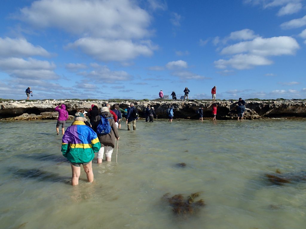 Wading ashore West Wallabi