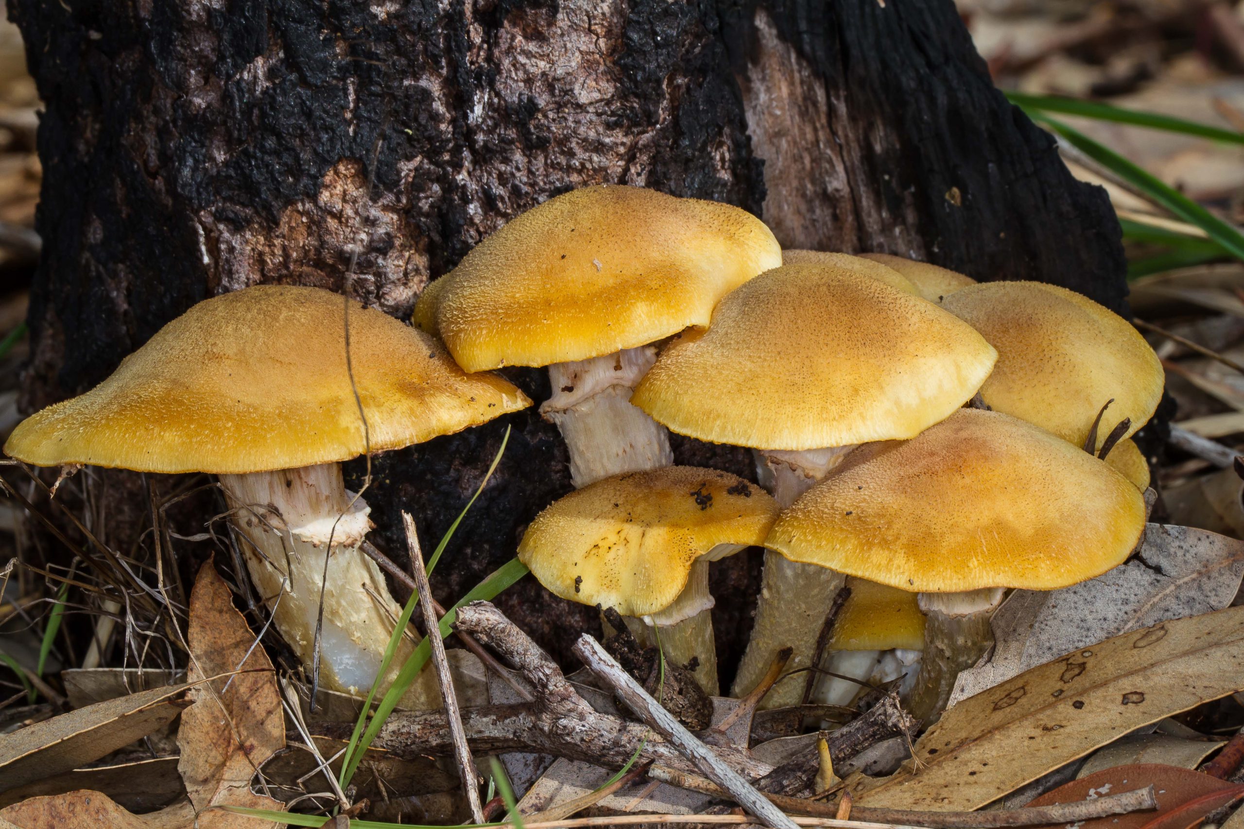 Australian Honey Fungus (Armillaria luteobubalina) Western Australian