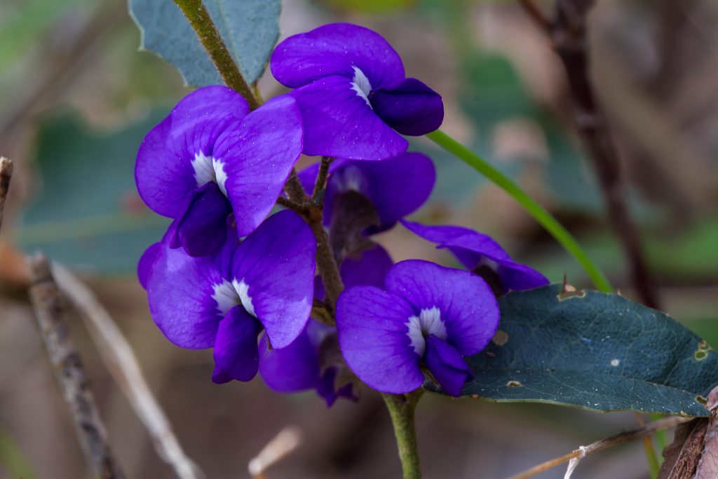Hovea chorizemifolia Holly-leaved Hovea