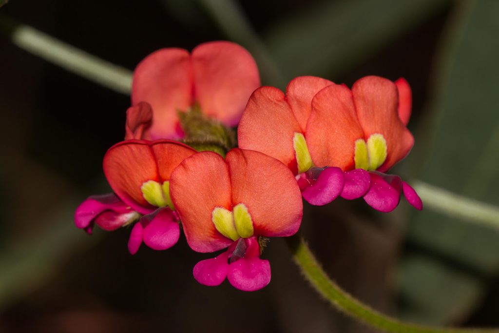 Coral Vine - Kennedia coccinea