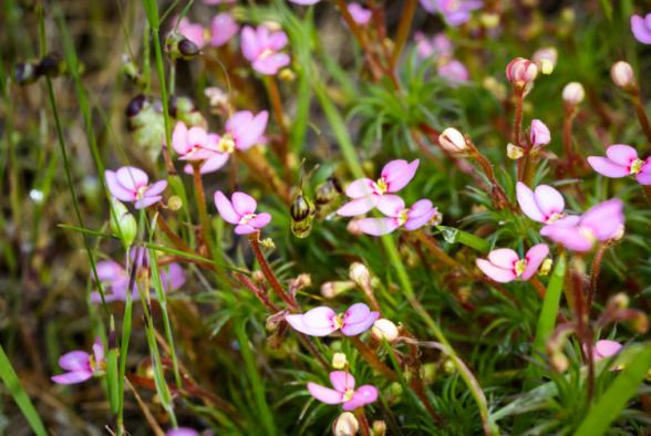 11 Stylidium repens.jpg