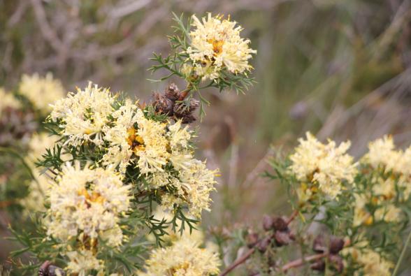 30 Petrophile serruriae (Rachel's) IMG_5517 copy.JPG