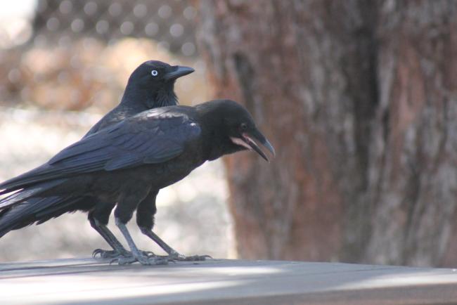 1. Adult and juvenile raven Mundaring Photo by Rachel Green.JPG